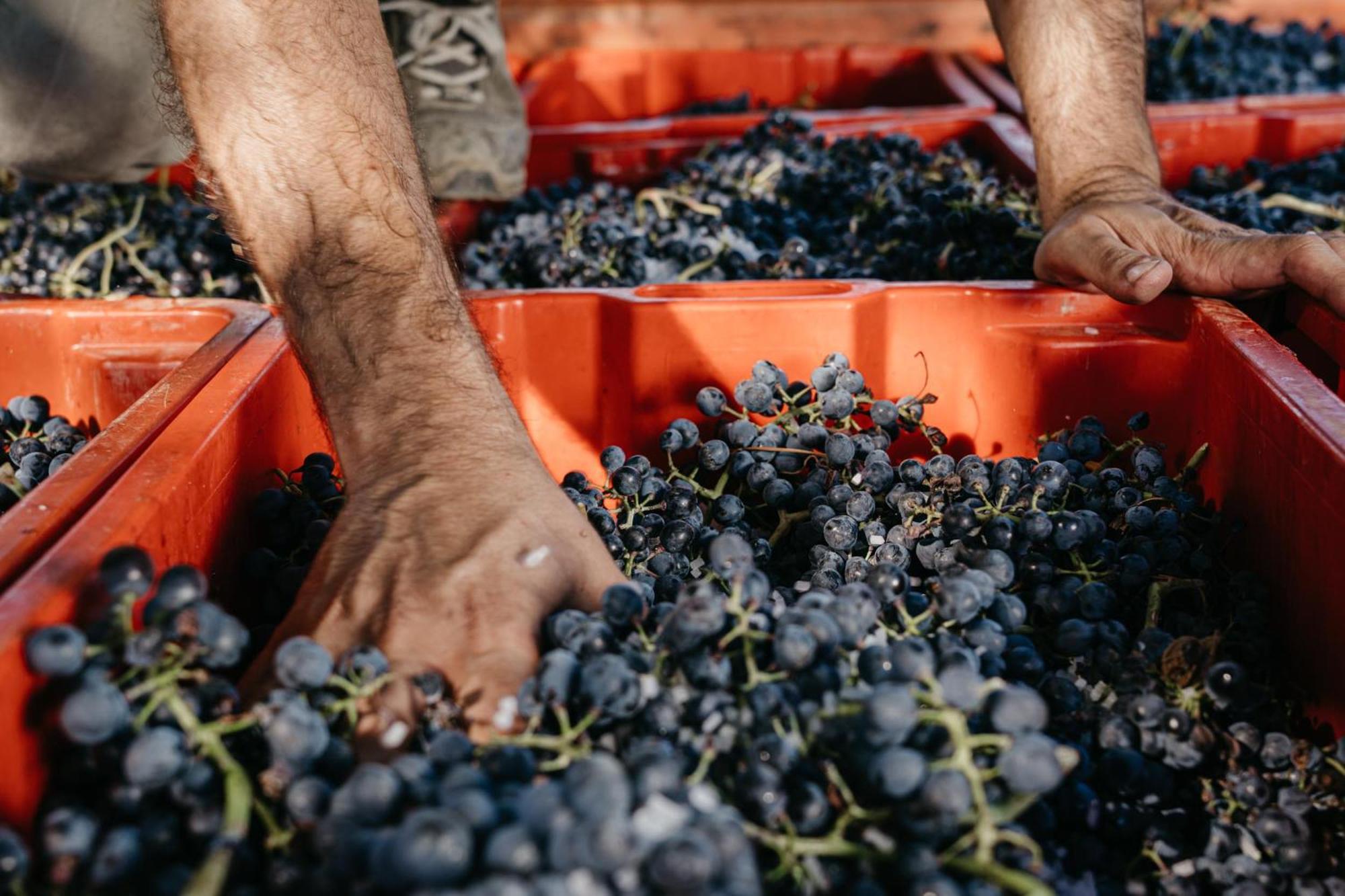 Il Querciolo - Azienda Biologica, Agriturismo E Cantina Marciano della Chiana 외부 사진