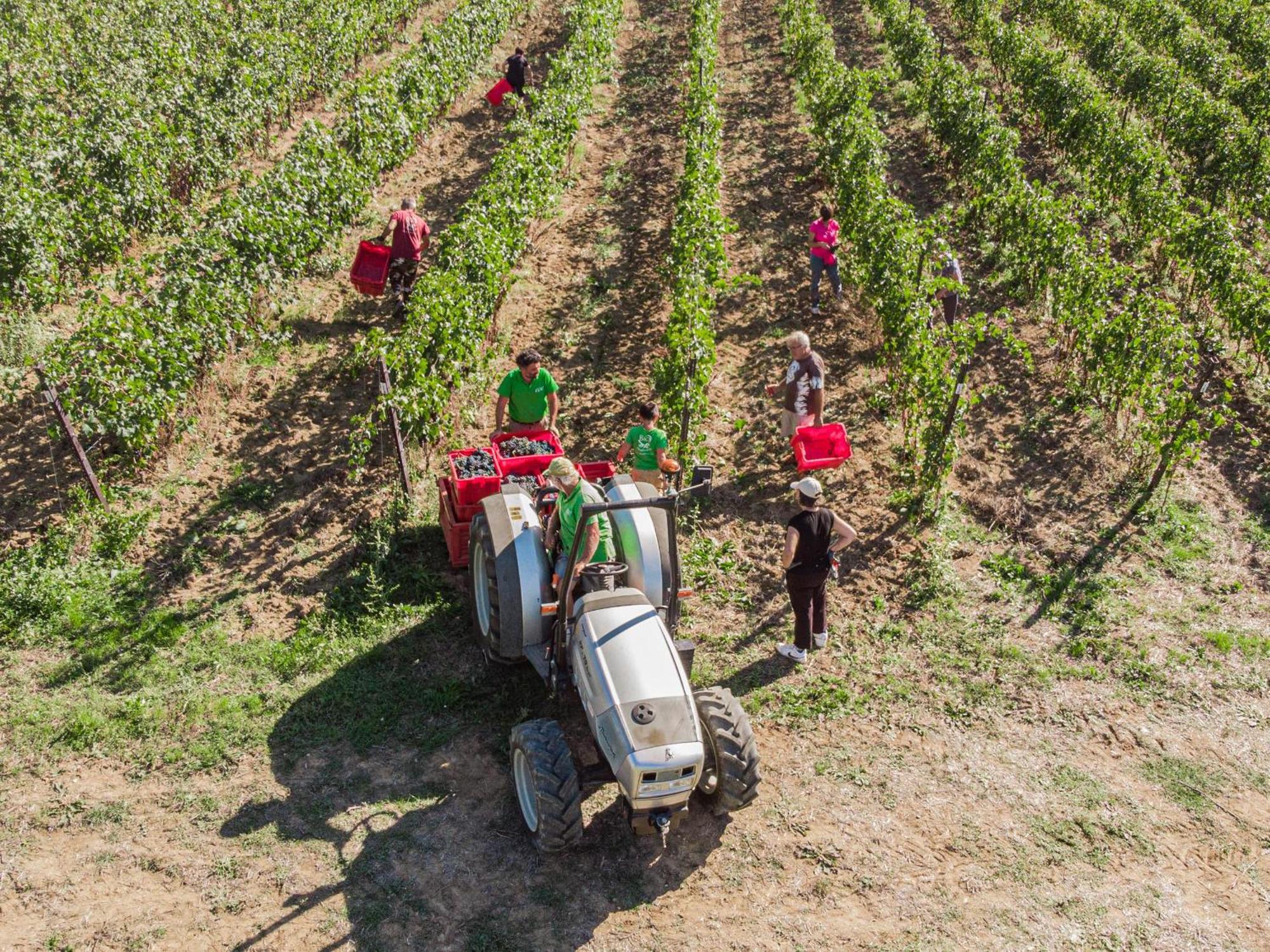 Il Querciolo - Azienda Biologica, Agriturismo E Cantina Marciano della Chiana 외부 사진