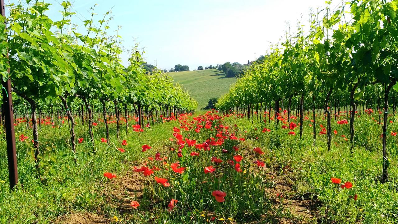 Il Querciolo - Azienda Biologica, Agriturismo E Cantina Marciano della Chiana 외부 사진