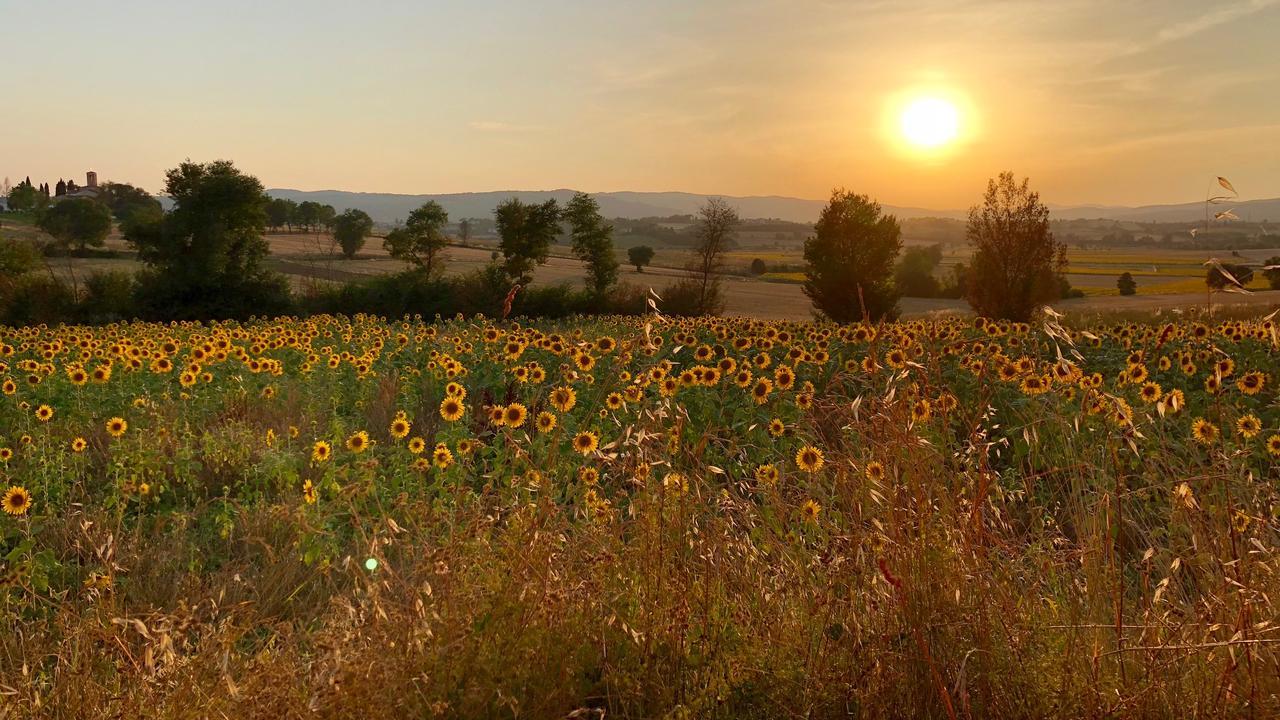 Il Querciolo - Azienda Biologica, Agriturismo E Cantina Marciano della Chiana 외부 사진